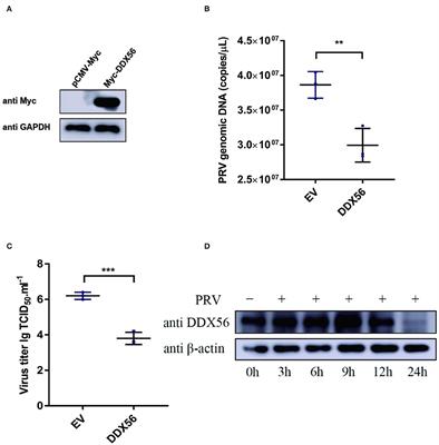 DDX56 inhibits PRV replication through regulation of IFN-β signaling pathway by targeting cGAS